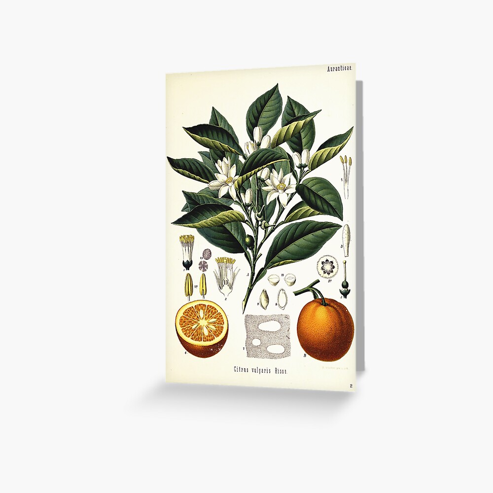 Vintage fruit illustration - Citrus vulgaris risso Greeting Card