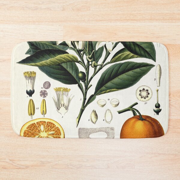 Item preview, Vintage fruit illustration - Citrus vulgaris risso designed and sold by Gardenlibrary.