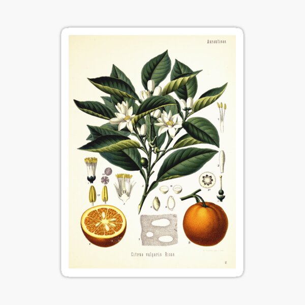 Item preview, Vintage fruit illustration - Citrus vulgaris risso designed and sold by Gardenlibrary.