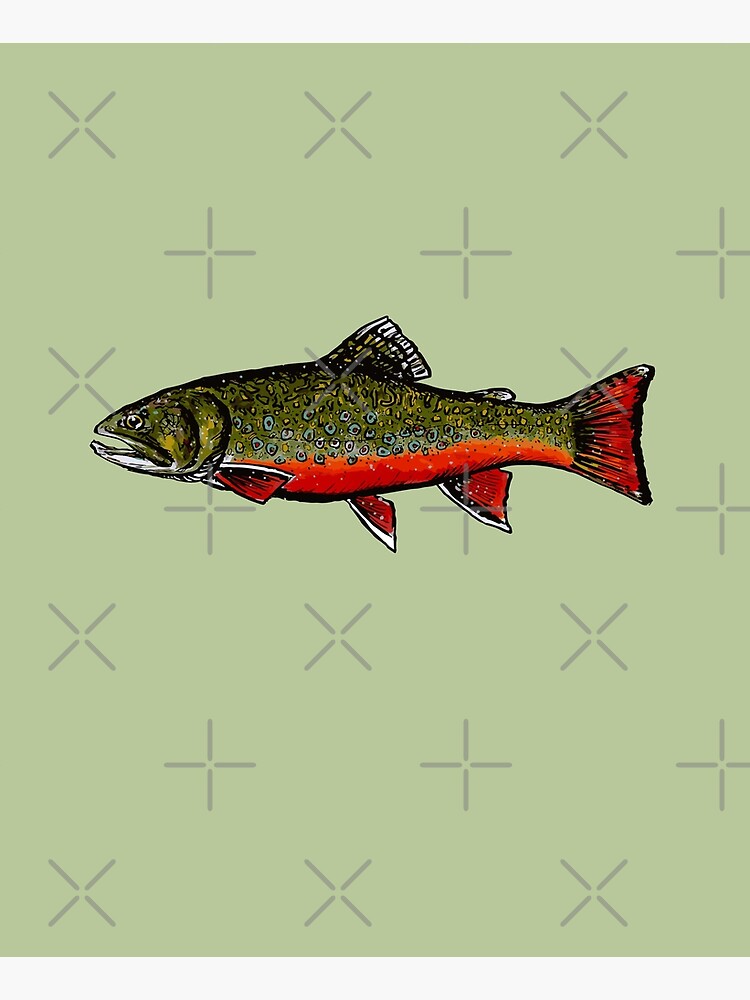 Brook Trout by Kathrynshaw