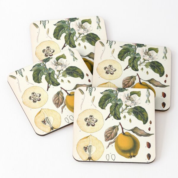 Item preview, Vintage fruit illustration - Cydonia vulgaris (quince) designed and sold by Gardenlibrary.
