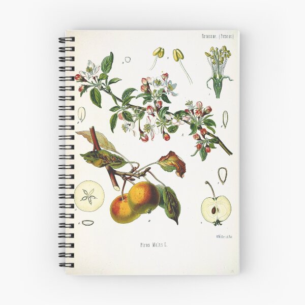 Item preview, Vintage fruit illustration - Pirus malus (apple) designed and sold by Gardenlibrary.