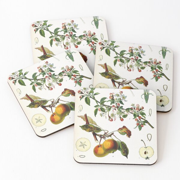 Item preview, Vintage fruit illustration - Pirus malus (apple) designed and sold by Gardenlibrary.