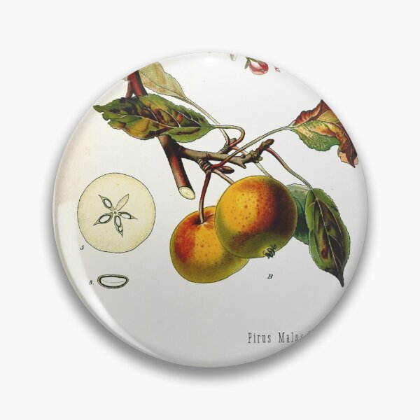 Item preview, Vintage fruit illustration - Pirus malus (apple) designed and sold by Gardenlibrary.
