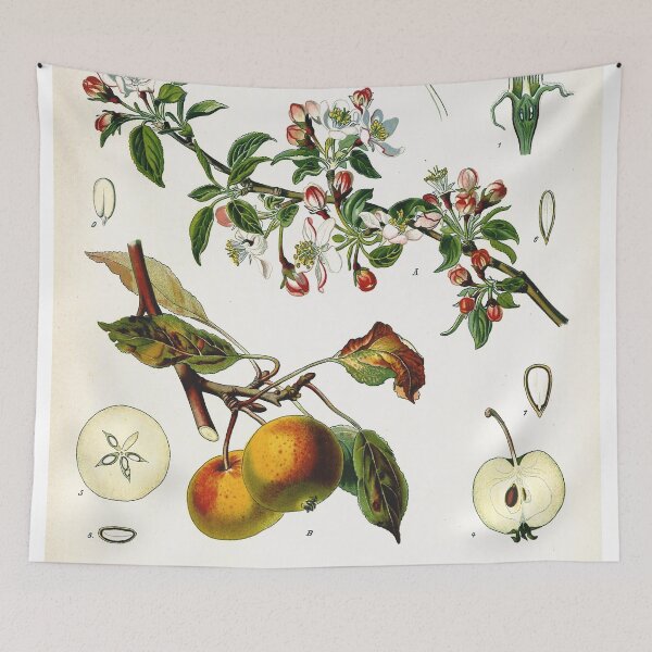 Item preview, Vintage fruit illustration - Pirus malus (apple) designed and sold by Gardenlibrary.
