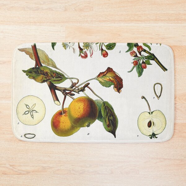 Item preview, Vintage fruit illustration - Pirus malus (apple) designed and sold by Gardenlibrary.