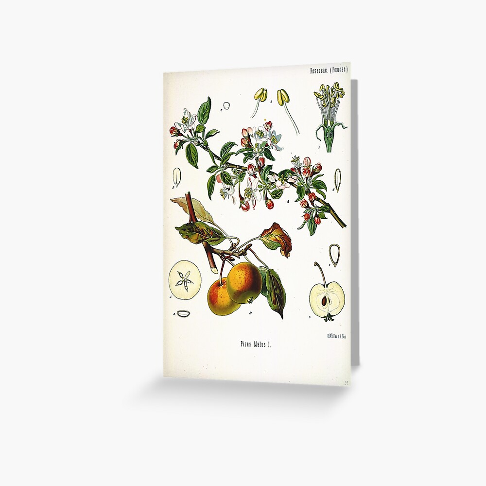 Vintage fruit illustration - Pirus malus (apple) Greeting Card