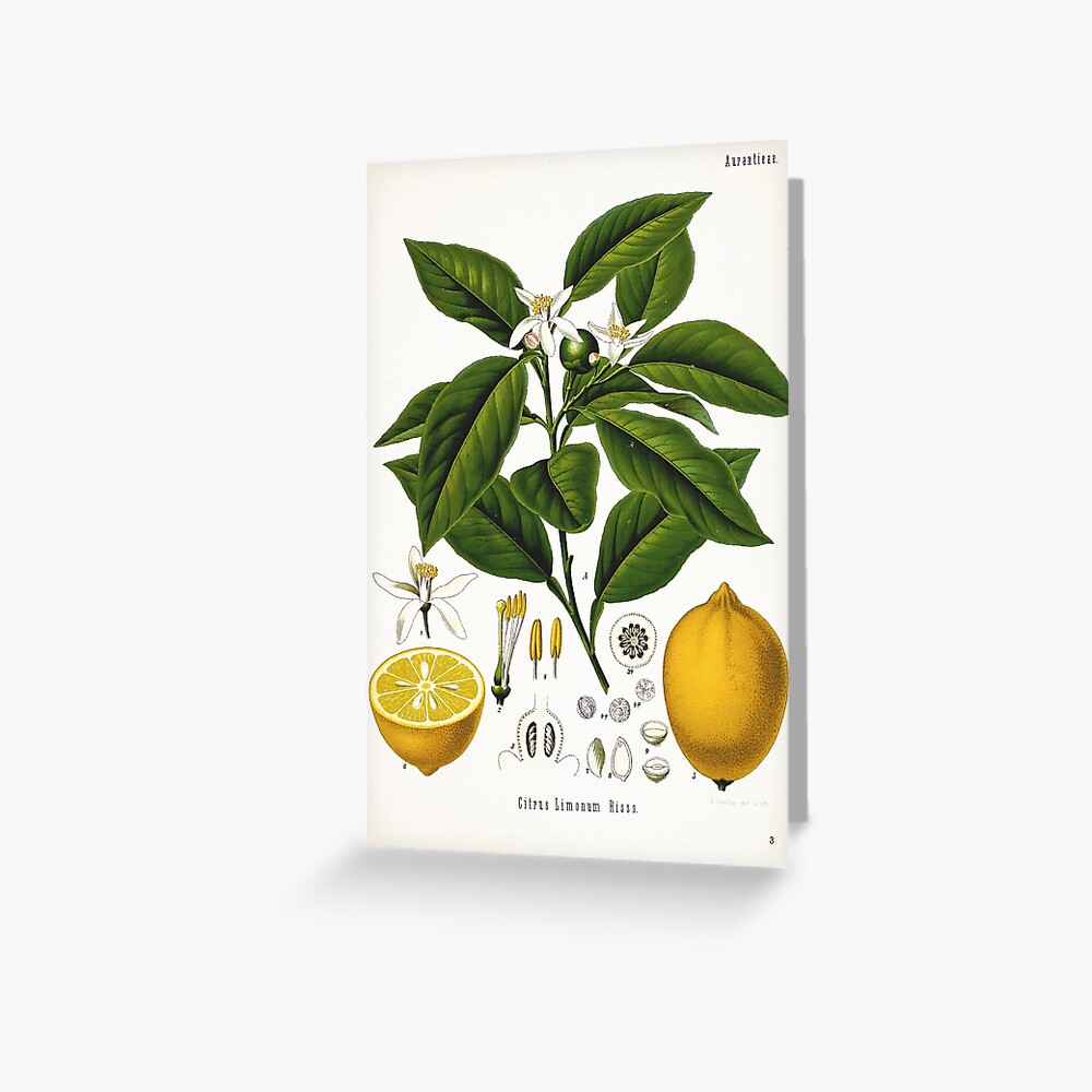Vintage fruit illustration - Citrus limonum risso (lemon) Greeting Card