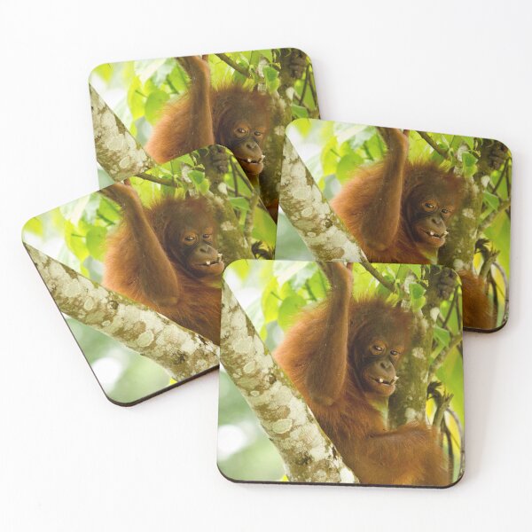 Item preview, Young Orangutan Borneo I designed and sold by Justharry.