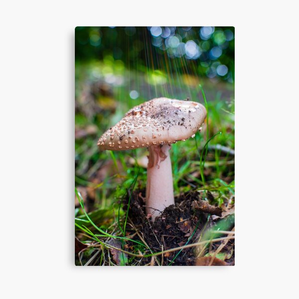 Wild Mushroom with Rainbow Gods Ray Canvas Print