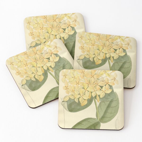 Item preview, Ixora lutea 138 8439 designed and sold by EsotericBotanic.