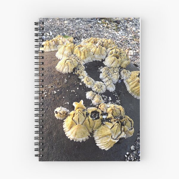 Item preview, Barnacles on a Rock ~ Bar Harbor, Maine designed and sold by Rusty (Helen)  Valenza.