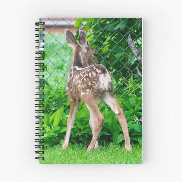 Item preview, Baby twin mule deer  designed and sold by CanadianWild418.