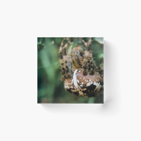 Item preview, Spider in the woods designed and sold by ToniStauche.