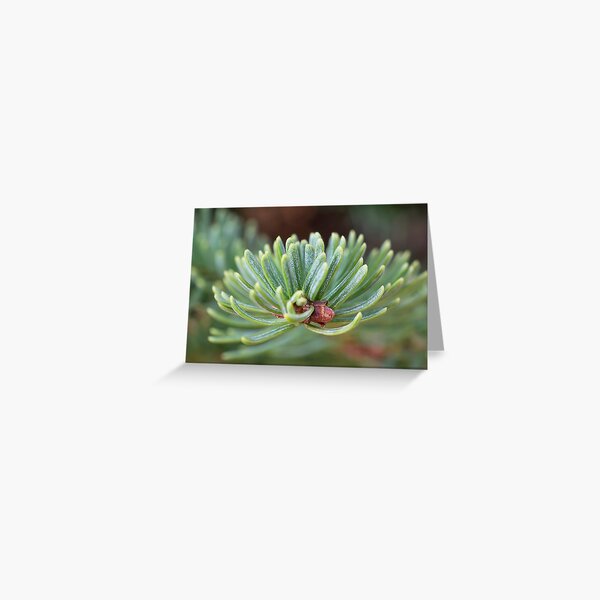 Item preview, Noble Fir designed and sold by Mariola Szeliga.