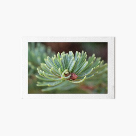 Item preview, Noble Fir designed and sold by Mariola Szeliga.