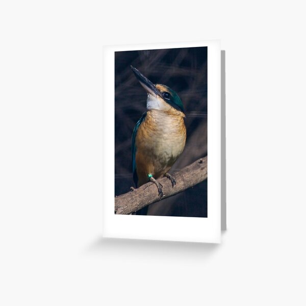 KINGFISHER ~ Azure Kingfisher 5R4EAPTW by David Irwin Greeting Card