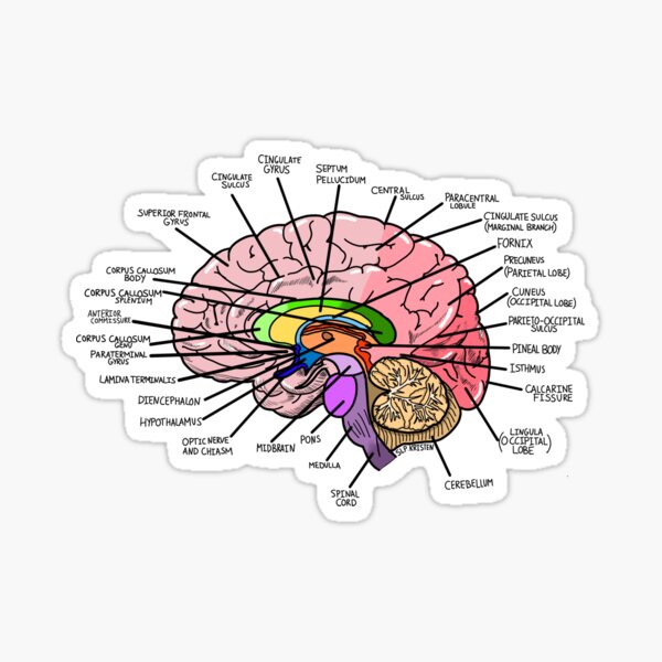 Teile des Gehirns mit Etiketten Sticker