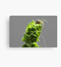 Getting ready to abseil. Canvas Print