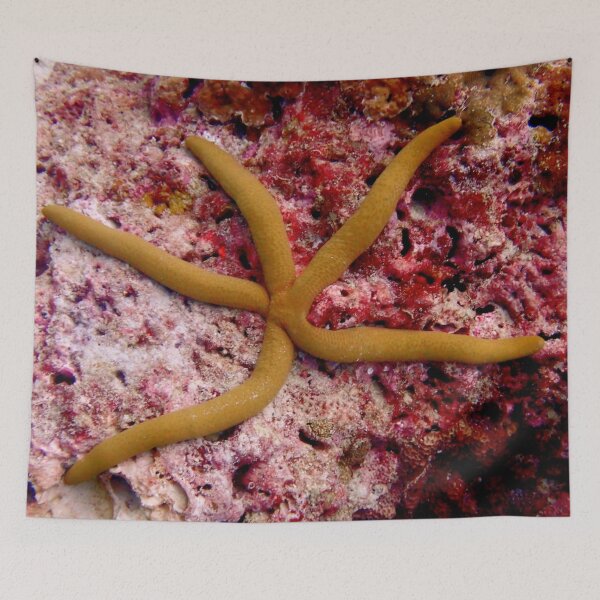 Item preview, Starfish underwater designed and sold by OMdesigns93.