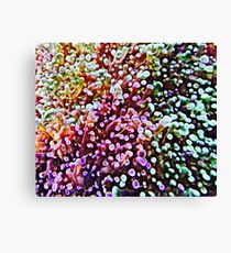 Living Reef Canvas Print