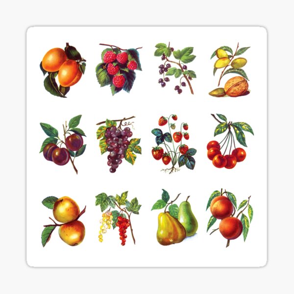 12 fruits savoureux  Sticker