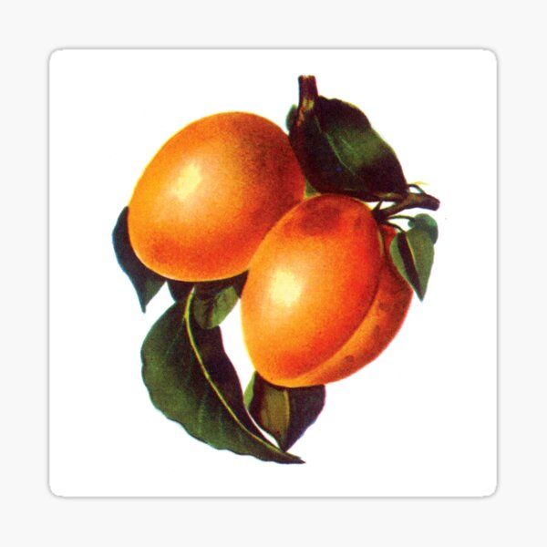 Fruits savoureux : abricot Sticker