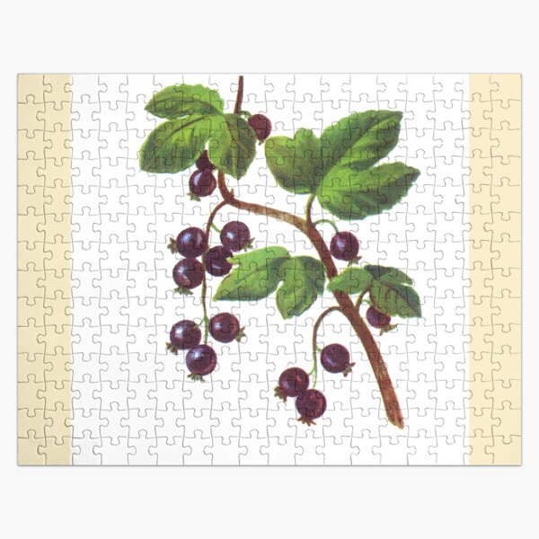 Fruits savoureux : cassis Puzzle