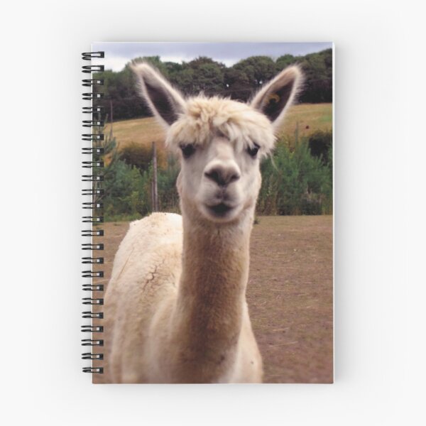 Item preview, Alpaca | Alpaka | Photography  designed and sold by aloresarts.