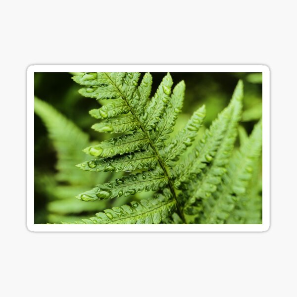 Item preview, close up of fern after a rainy day in the forest designed and sold by ToniStauche.