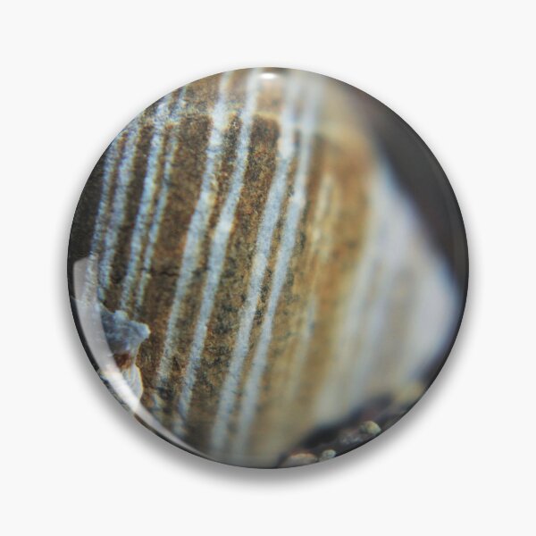 Item preview, Common Periwinkle (Littorina littorea) Shell designed and sold by Kathleen Daley.