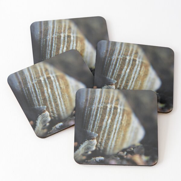 Item preview, Common Periwinkle (Littorina littorea) Shell designed and sold by Kathleen Daley.