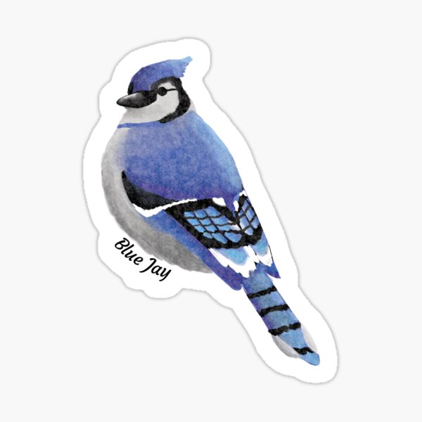 "Blue Jay Sticker" Sticker for Sale by BlueberrdArt Redbubble
