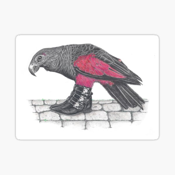 Item preview, Dracula parrot in skull buckle boots designed and sold by JimsBirds.