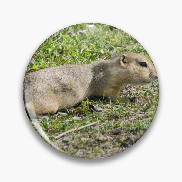 Item preview, Ground squirrel designed and sold by CanadianWild418.