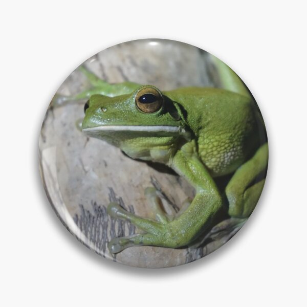 Item preview, White-lipped Tree Frog (Litoria infrafrenata) designed and sold by Brenna Costello.