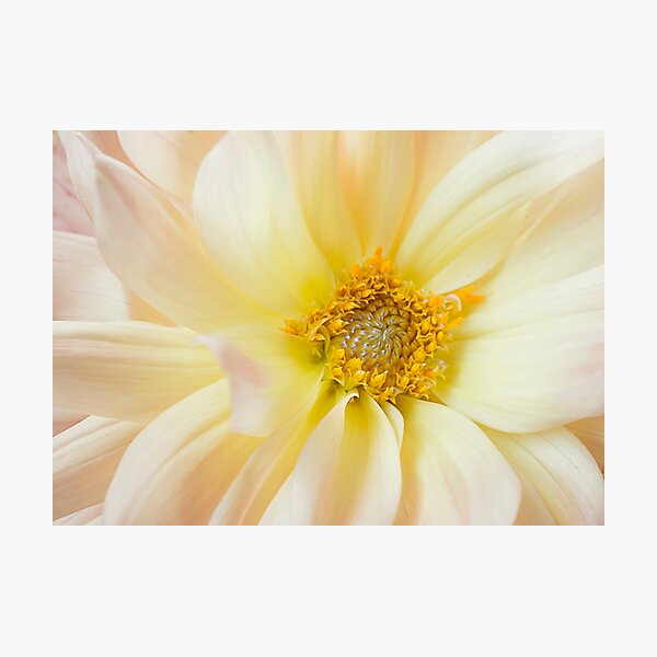 Yellow Dahlia Photographic Print
