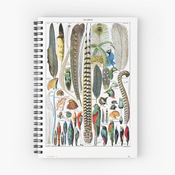 Item preview, Adolphe Millot - Plumes - Vintage french zoology illustration 1921 designed and sold by Gardenlibrary.