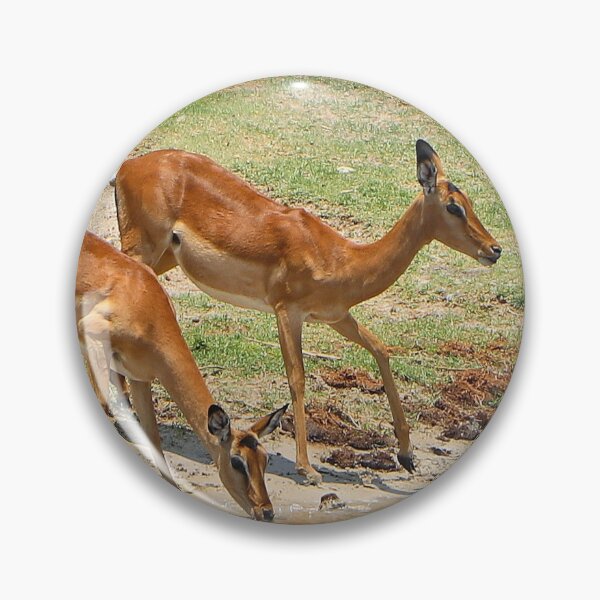 Item preview, Impala at the river,  Chobe, Botswana, Africa designed and sold by FranWest.