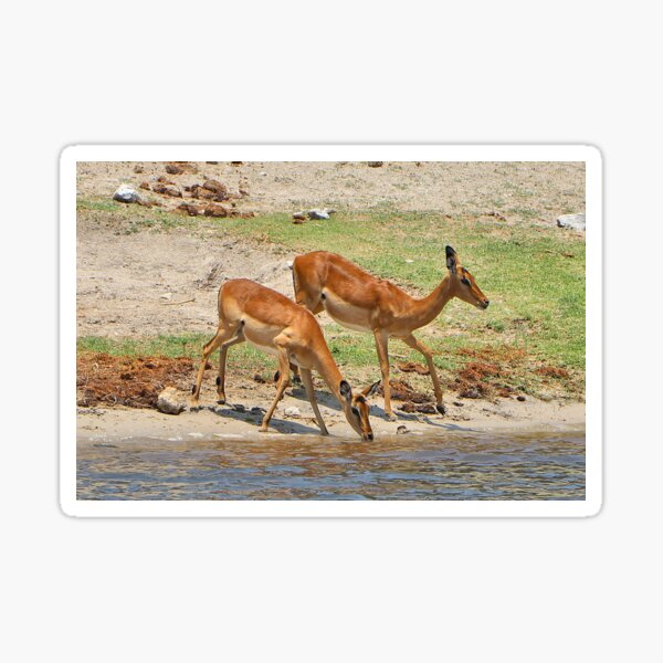 Vista previa del artículo con la obra «Impala en el río Chobe, Botswana, África», diseñado y vendido por FranWest.