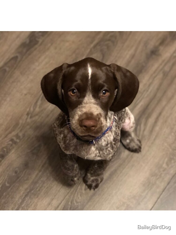 Sweet Little Pointer Puppy by BaileyBirdDog