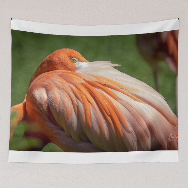 Item preview, Resting Flamingo designed and sold by JPfeiffer Pfotos.