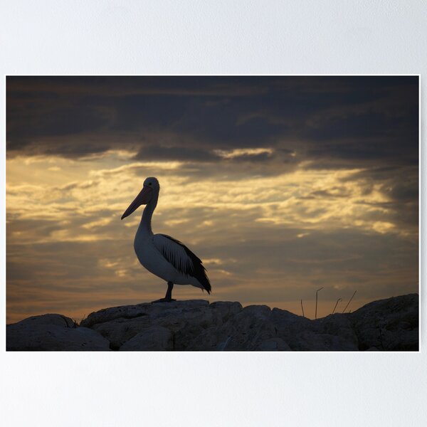 Item preview, Pelican Evening designed and sold by Dean Wiles.