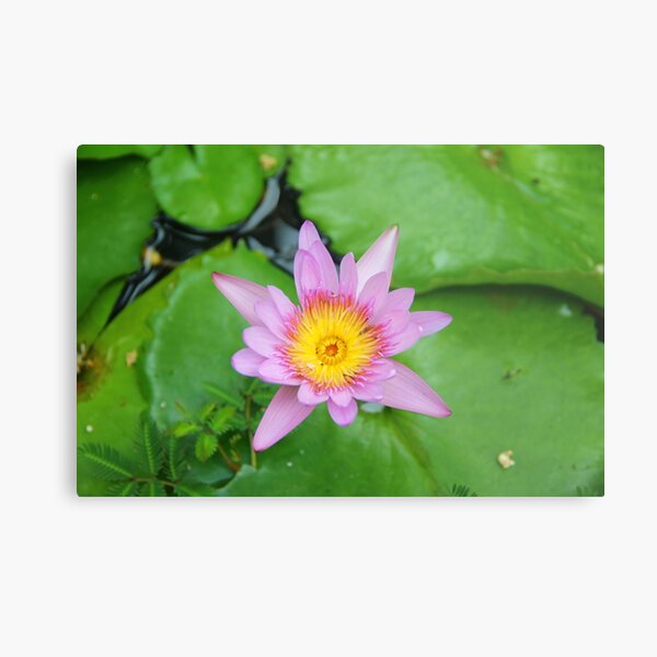 Pretty Pink Flower Metal Print