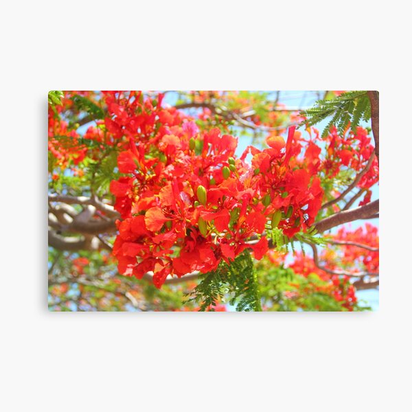 A Splash Of Color Canvas Print