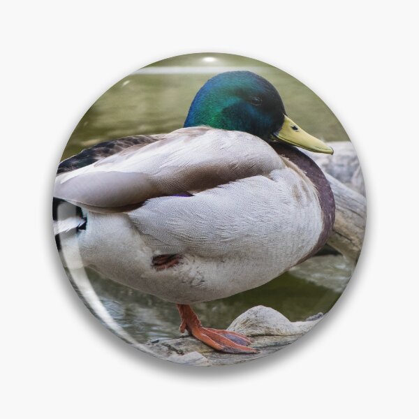 Item preview, Mallard waking up designed and sold by CanadianWild418.
