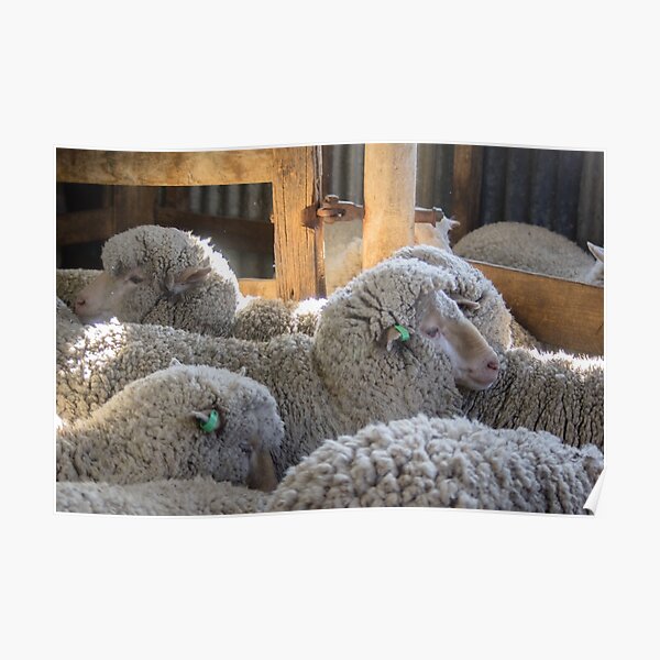 First Shearing Poster