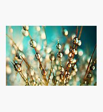 Cactus Craze Photographic Print