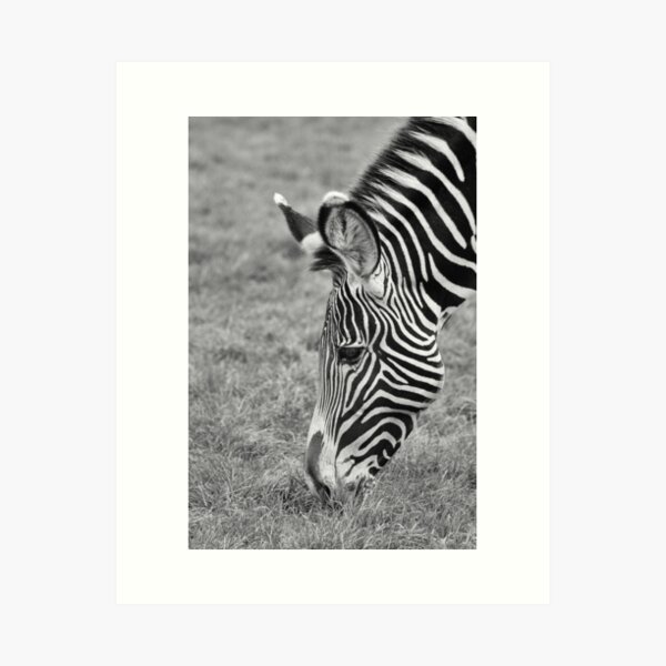 Zebra Art Print