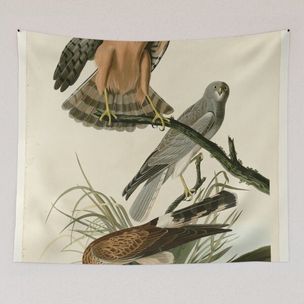 Item preview, 356 Marsh Hawk designed and sold by Bird-Lore.